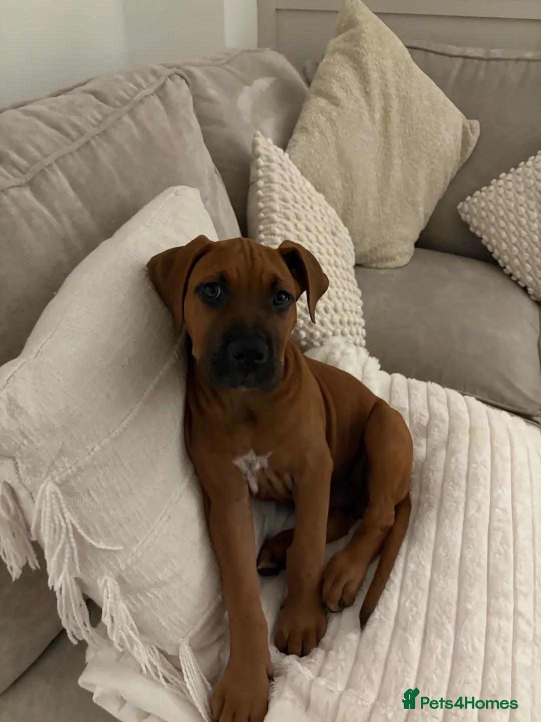 Mixed Breed dogs for sale: Male 11 week old cane corso x presa  in Loughborough - Advert 2