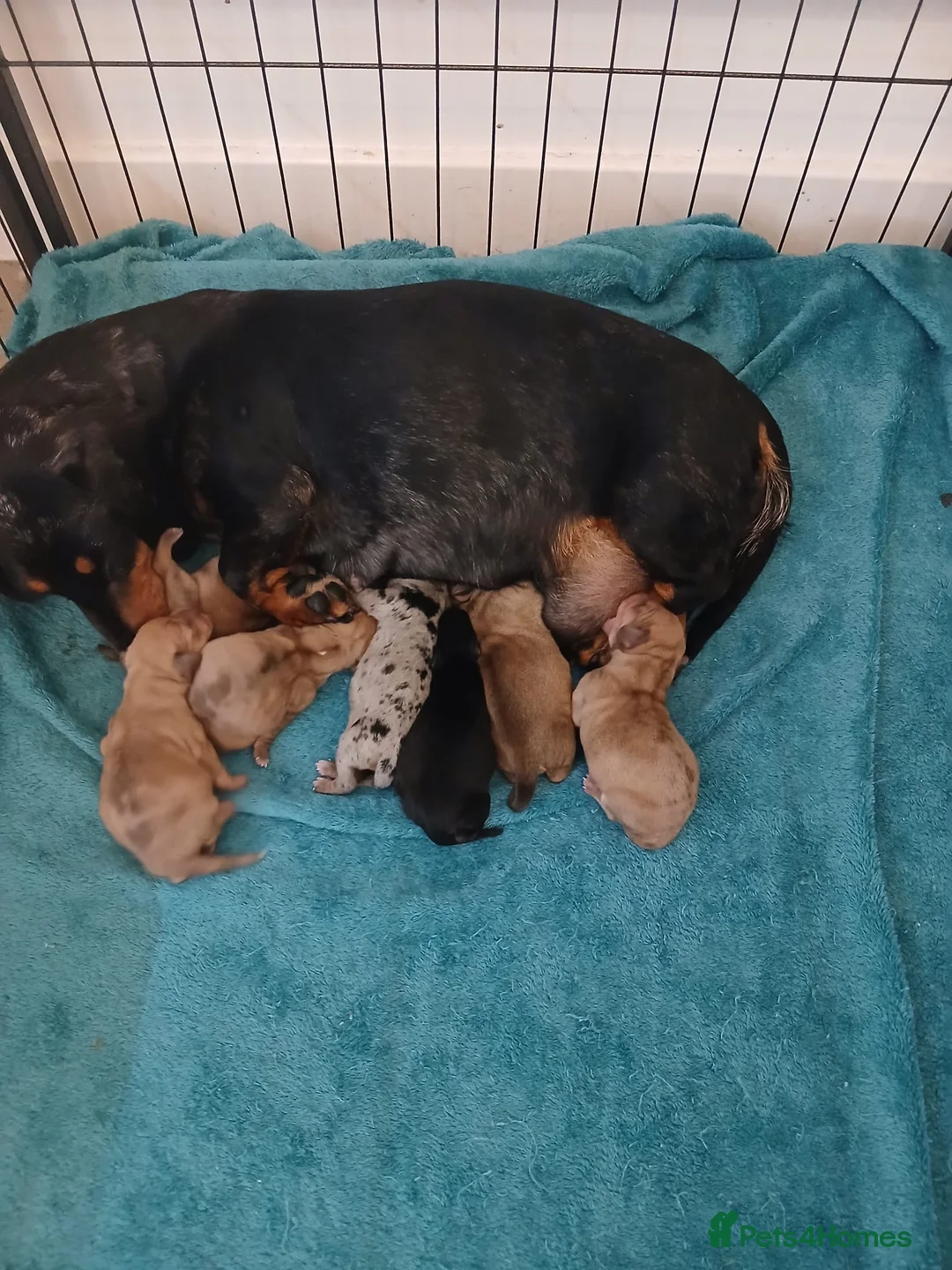 Chiweenie dogs for sale: Stunning chiweenies ready - Advert 1