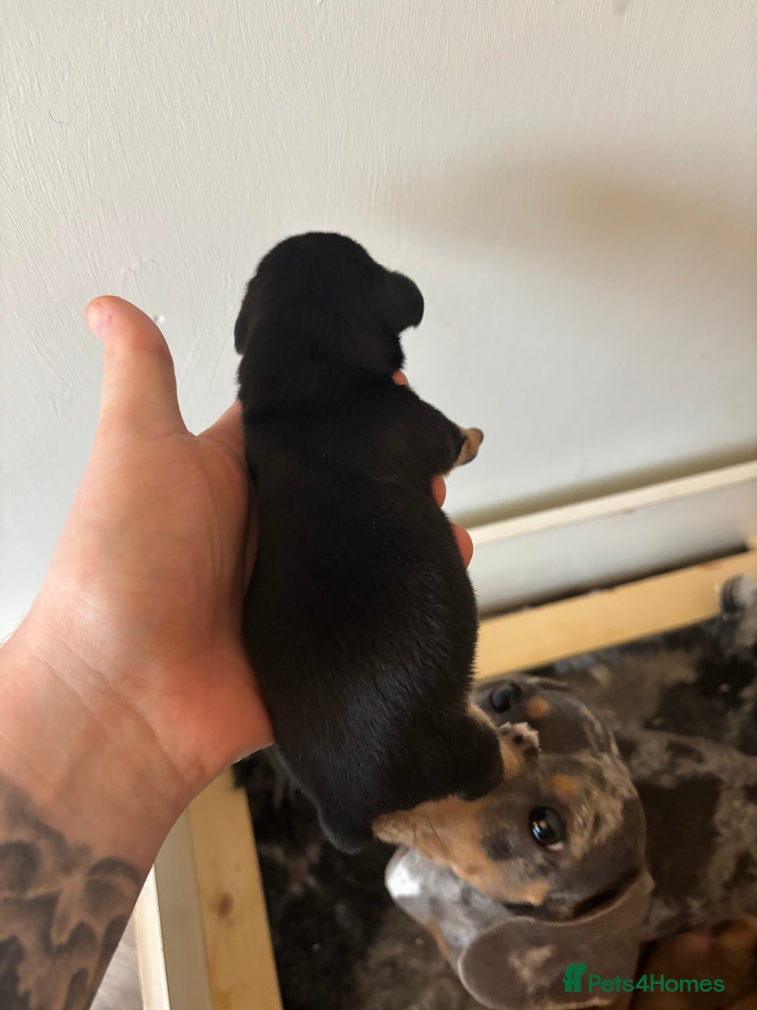 Miniature Dachshund dogs for sale: Gorgeous miniature dachshund puppies - Advert 8