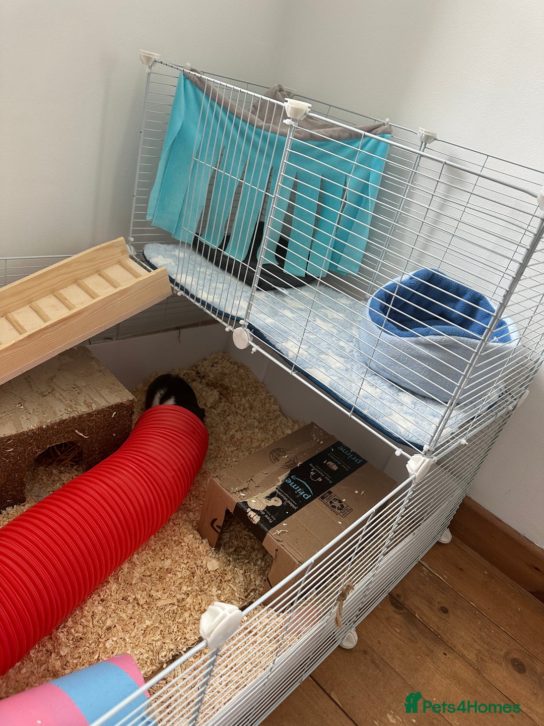 Guinea Pig rodents for sale: 2 male bonded guinea pigs and all accessories  - Image 8