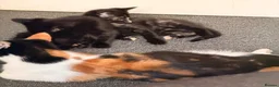 Mixed Breed cats for sale: Oriental x British Longhair Kittens - Advert 9