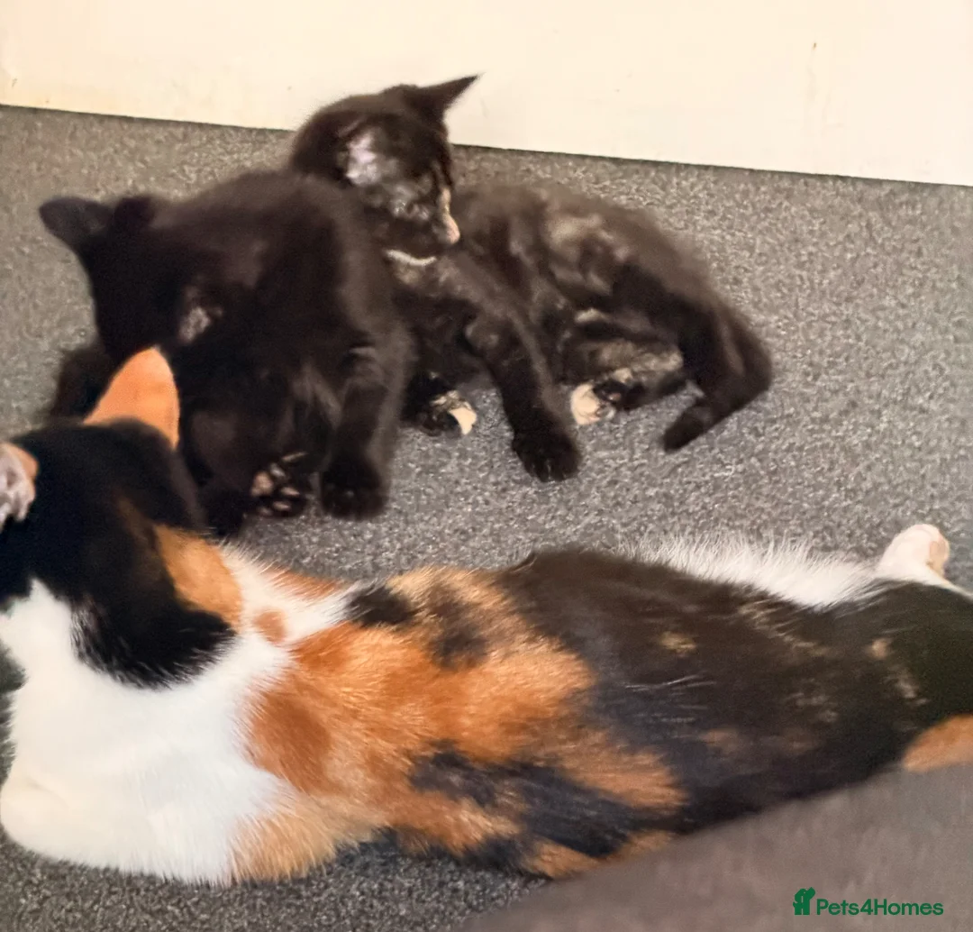 Mixed Breed cats for sale: Oriental x British Longhair Kittens - Advert 9