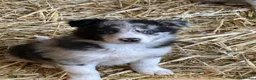 Border Collie dogs for sale: Beautiful border collie puppies  - Advert 16