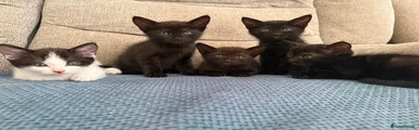 Mixed Breed 4