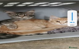 Maine Coon cats for sale: Full pedigree maine coon kittens for sale - Image 13