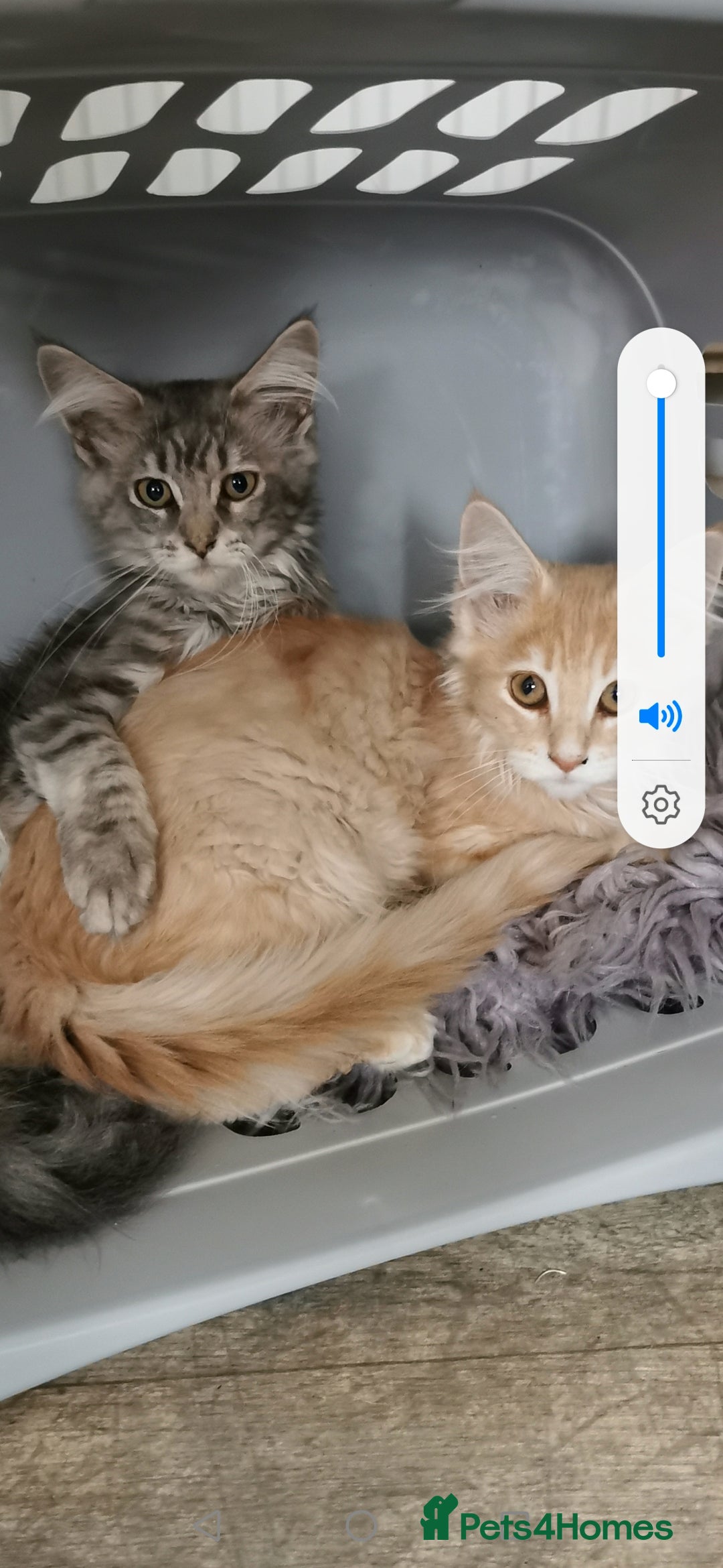 Maine Coon cats for sale: Full pedigree maine coon kittens for sale - Image 13
