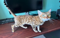 Bengal cats for sale: TICA Bengal cat for sale.  - Image 4