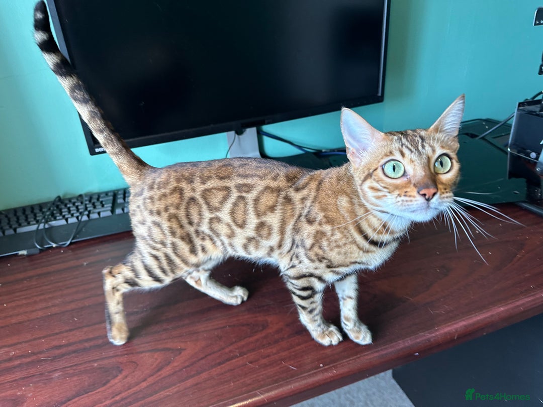 Bengal cats for sale: TICA Bengal cat for sale.  - Image 4
