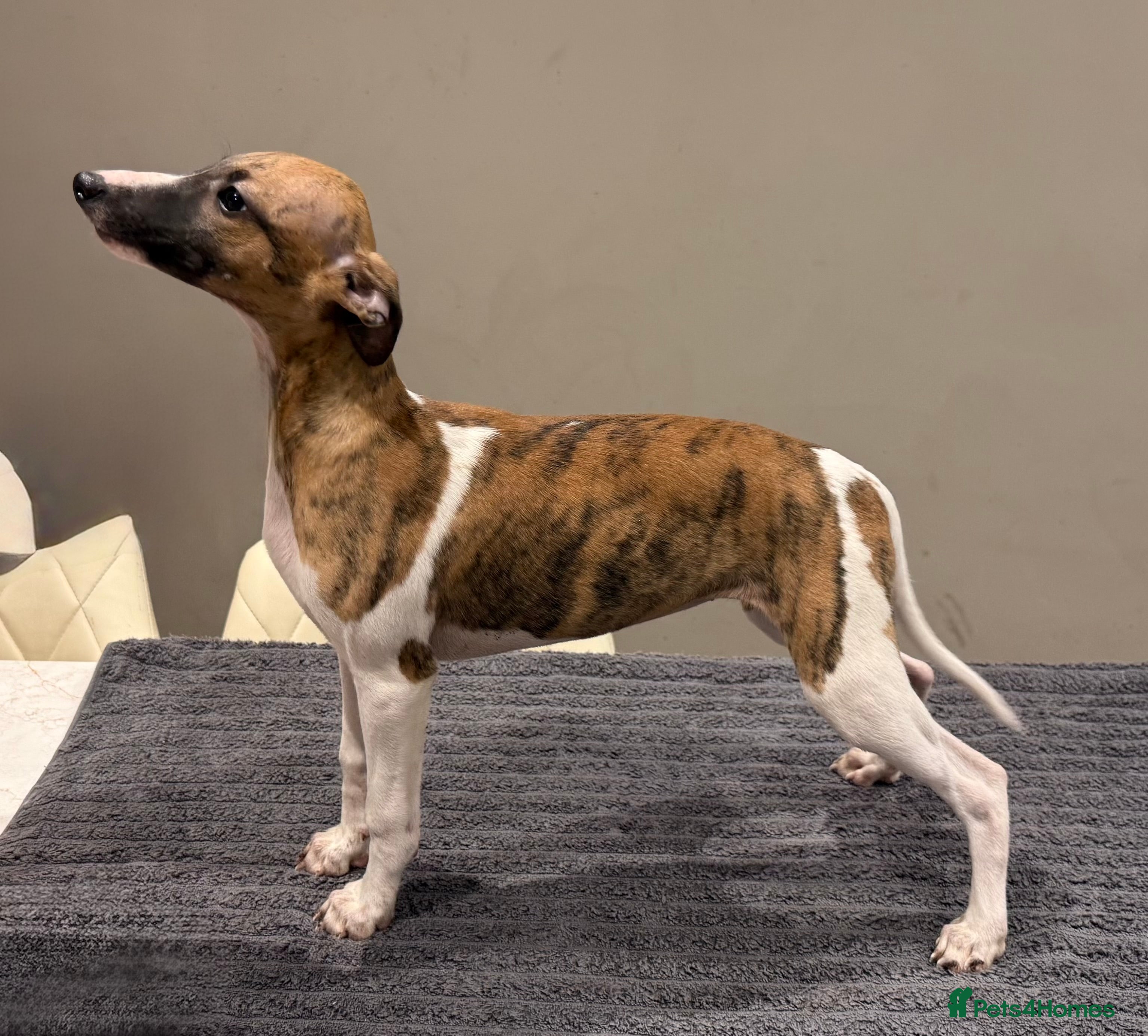 Whippet dogs Whippet  - Advert 14