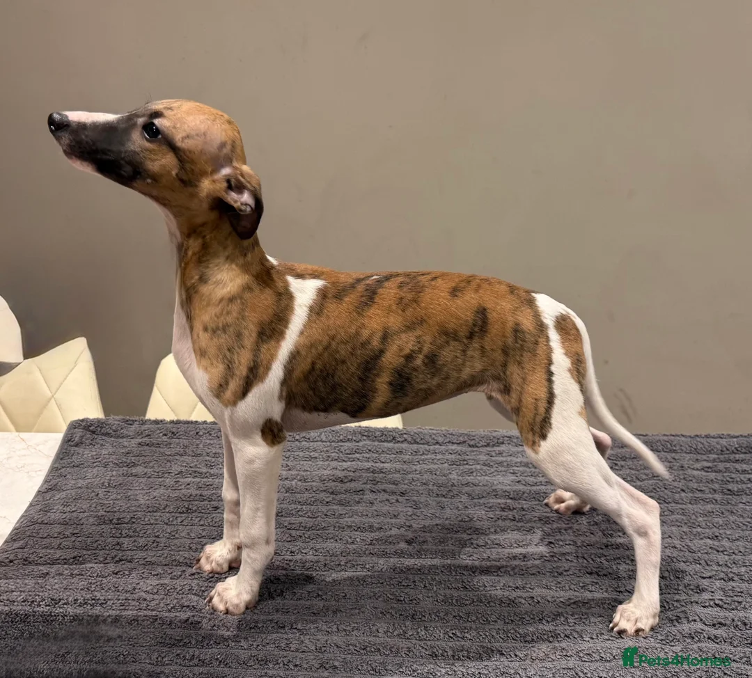 Whippet dogs for sale: Whippet  - Advert 1