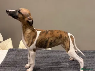 Whippet dogs Whippet - Advert 14