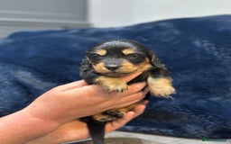 Dachshund dogs for sale: Longhaired miniature daschunds for sale - Image 2