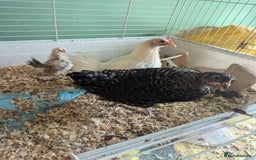 Chickens poultry for sale: 3 Small Chickens Serama hens - Image 5