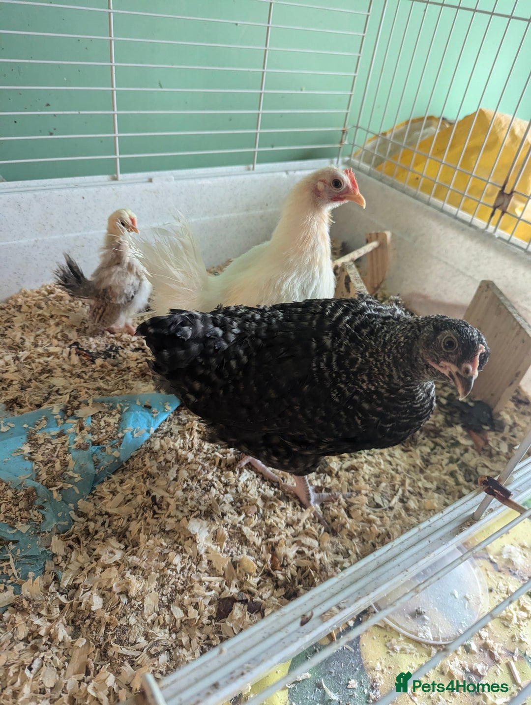 Chickens poultry for sale: 3 Small Chickens Serama hens - Image 5