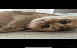 British Shorthair cats for sale: Beautiful golden BSH looking for a loving home - Image 1