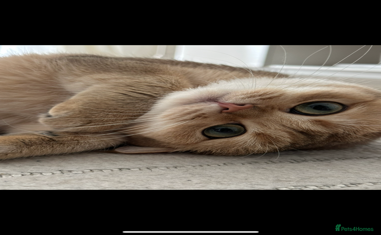 British Shorthair cats - Advert 4