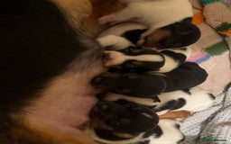 Jack Russell dogs for sale: Gorgeous short legged Jack Russell puppies   - Image 3