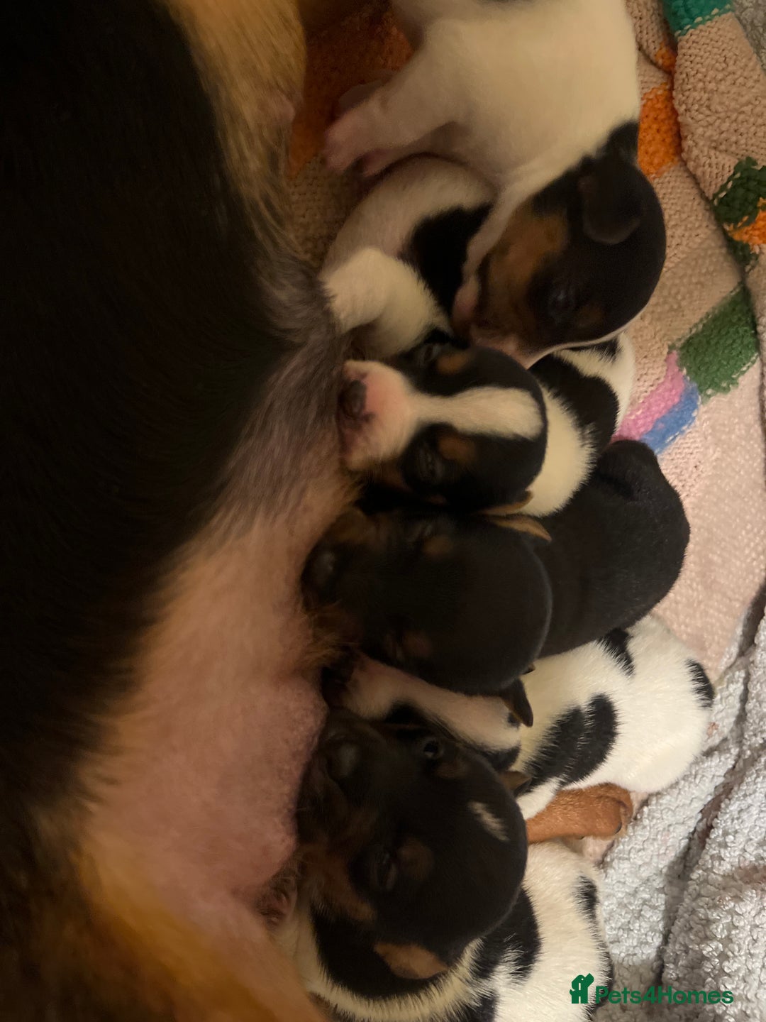 Jack Russell dogs for sale: Gorgeous short legged Jack Russell puppies   - Image 3