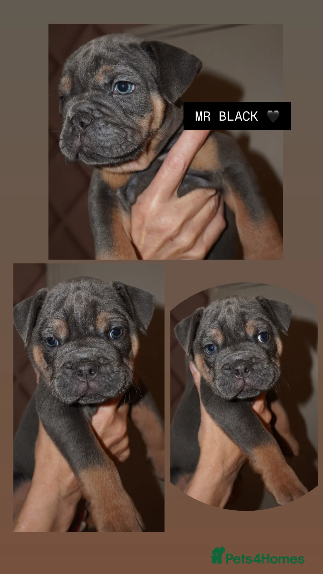 English Bulldog dogs for sale: New English bulldog puppies  - Advert 6