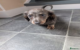 Miniature Dachshund dogs for sale: Miniature Dachshund Puppies  - Image 7