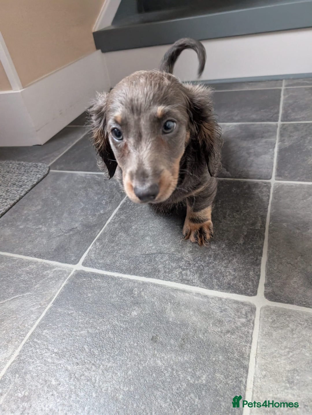 Miniature Dachshund dogs for sale: Miniature Dachshund Puppies  - Image 7