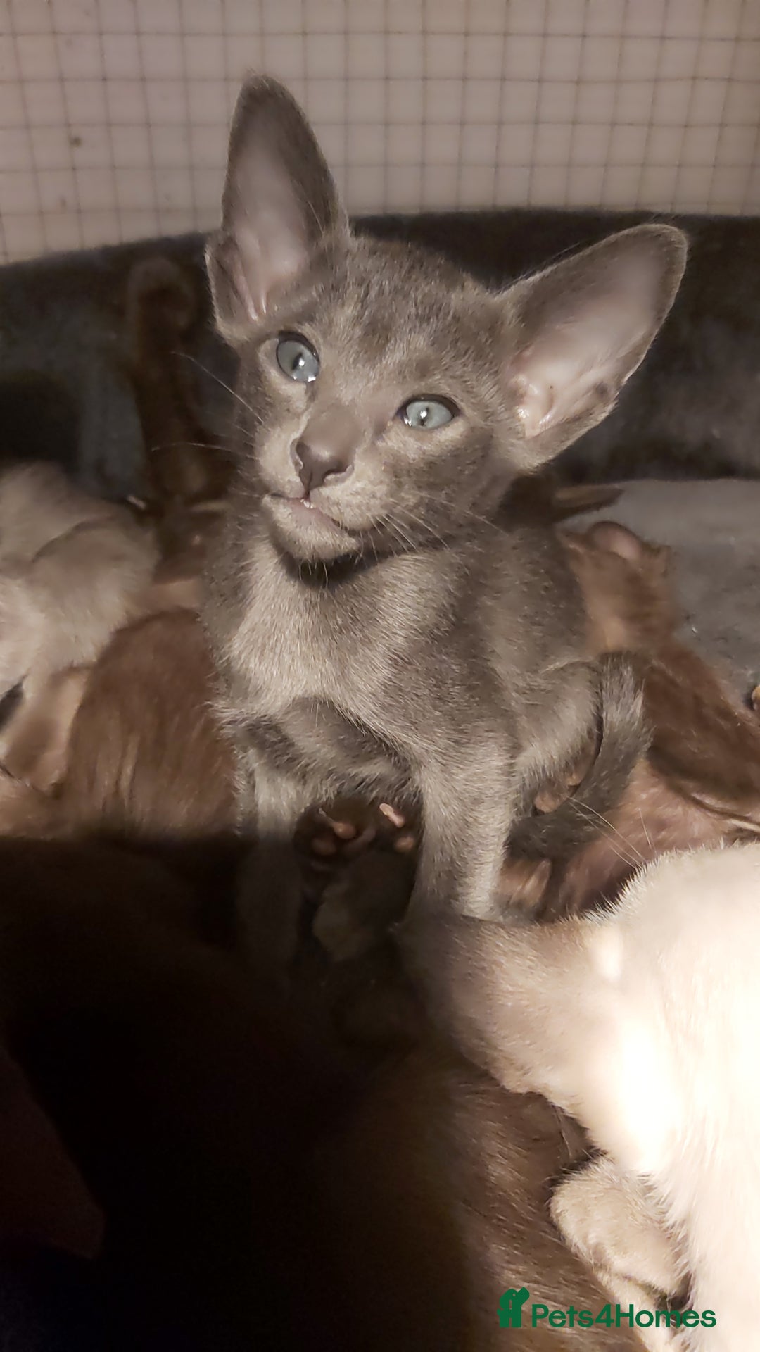 Oriental cats for sale: Full Pedigree Oriental 6 Kittens XL size ears GCCF - Advert 2