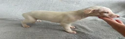 Whippet dogs for sale: 🐾 Beautiful Whippet Puppies – Boys & Girls - Advert 12