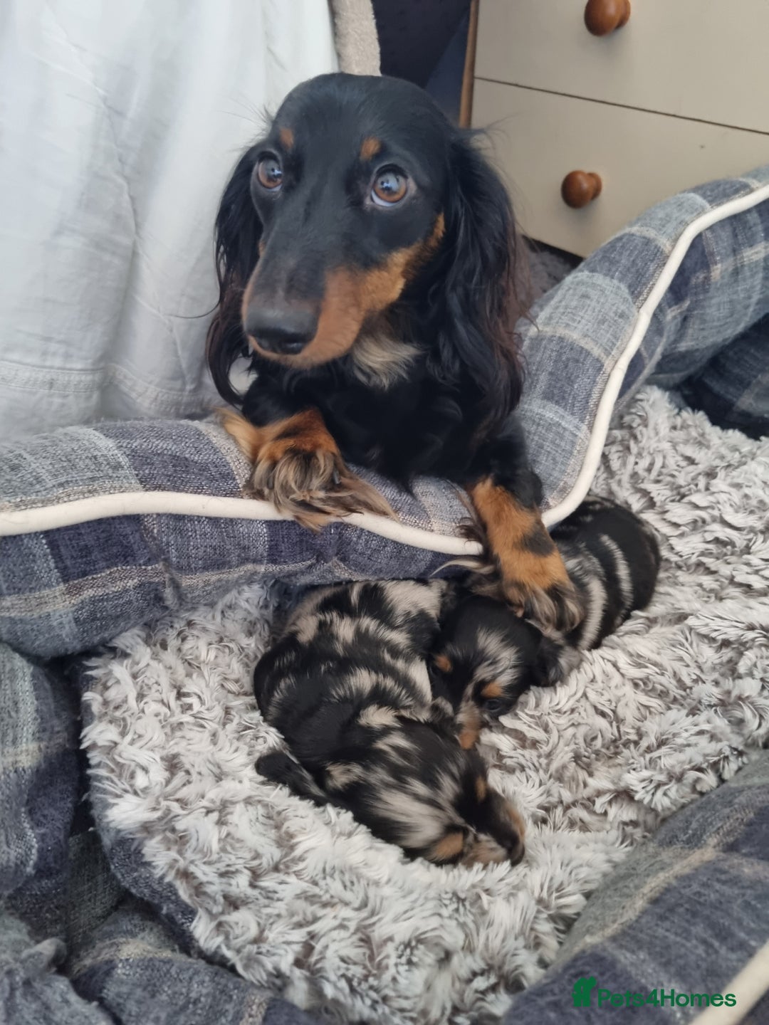 Miniature Dachshund dogs for sale: KC Reg. PRA Clear Long Haired Mini Dachshunds  - Advert 5