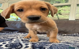 Goldador dogs for sale: READY TO COLLECT! 9 gorgeous goldador’s! - Image 1