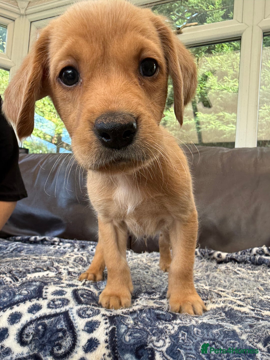 Goldador dogs for sale: READY TO COLLECT! 9 gorgeous goldador’s! - Image 1