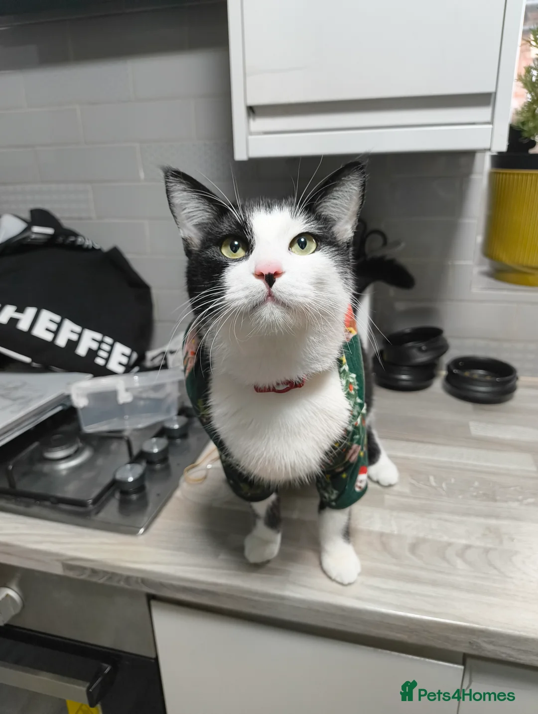 Bengal cats for sale: Tuxedo kitten for sale  - Advert 3