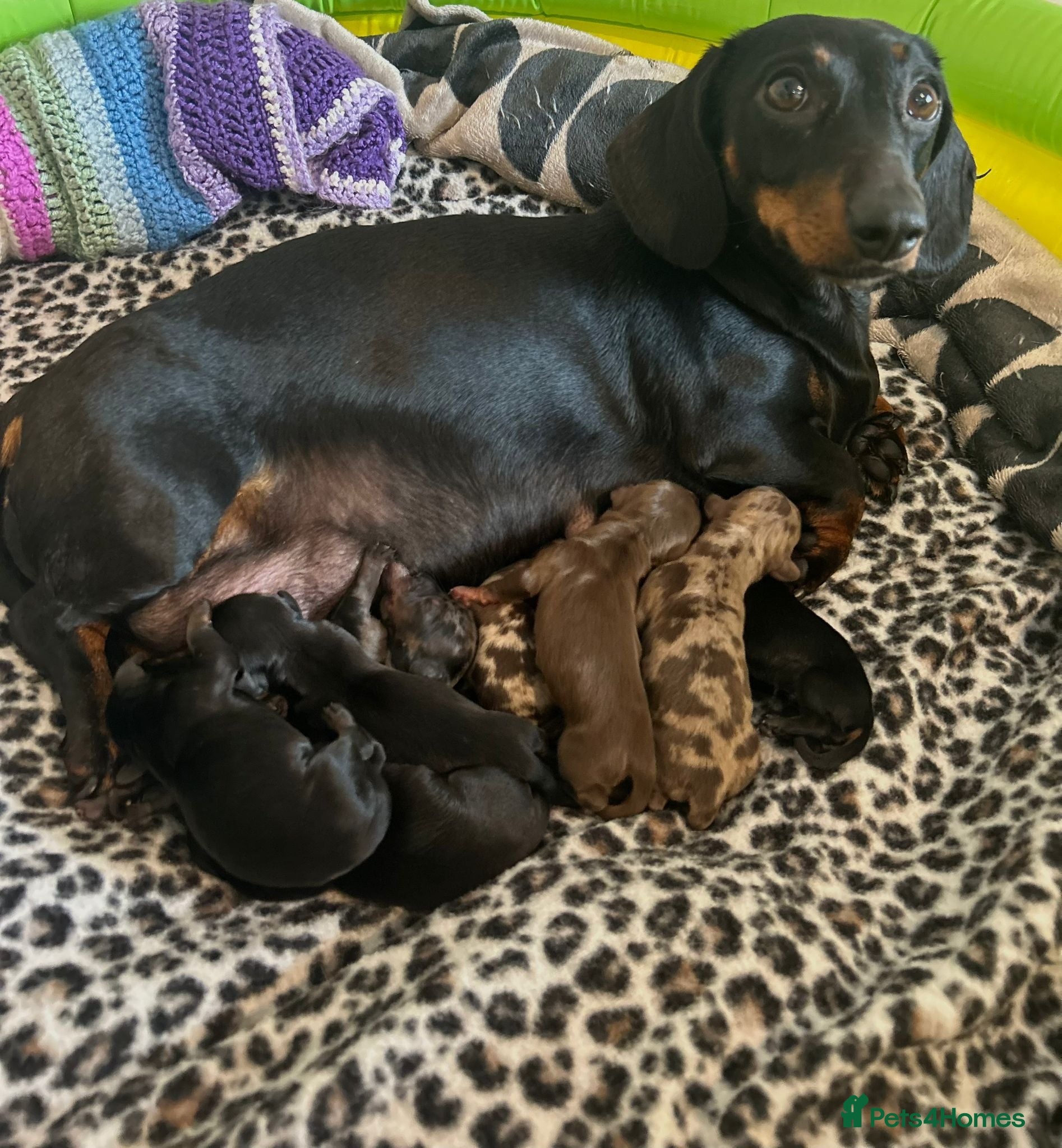Miniature Dachshund dogs 7 Adorable Sausage Pups Ready 13th August (4 LEFT) - Advert 1