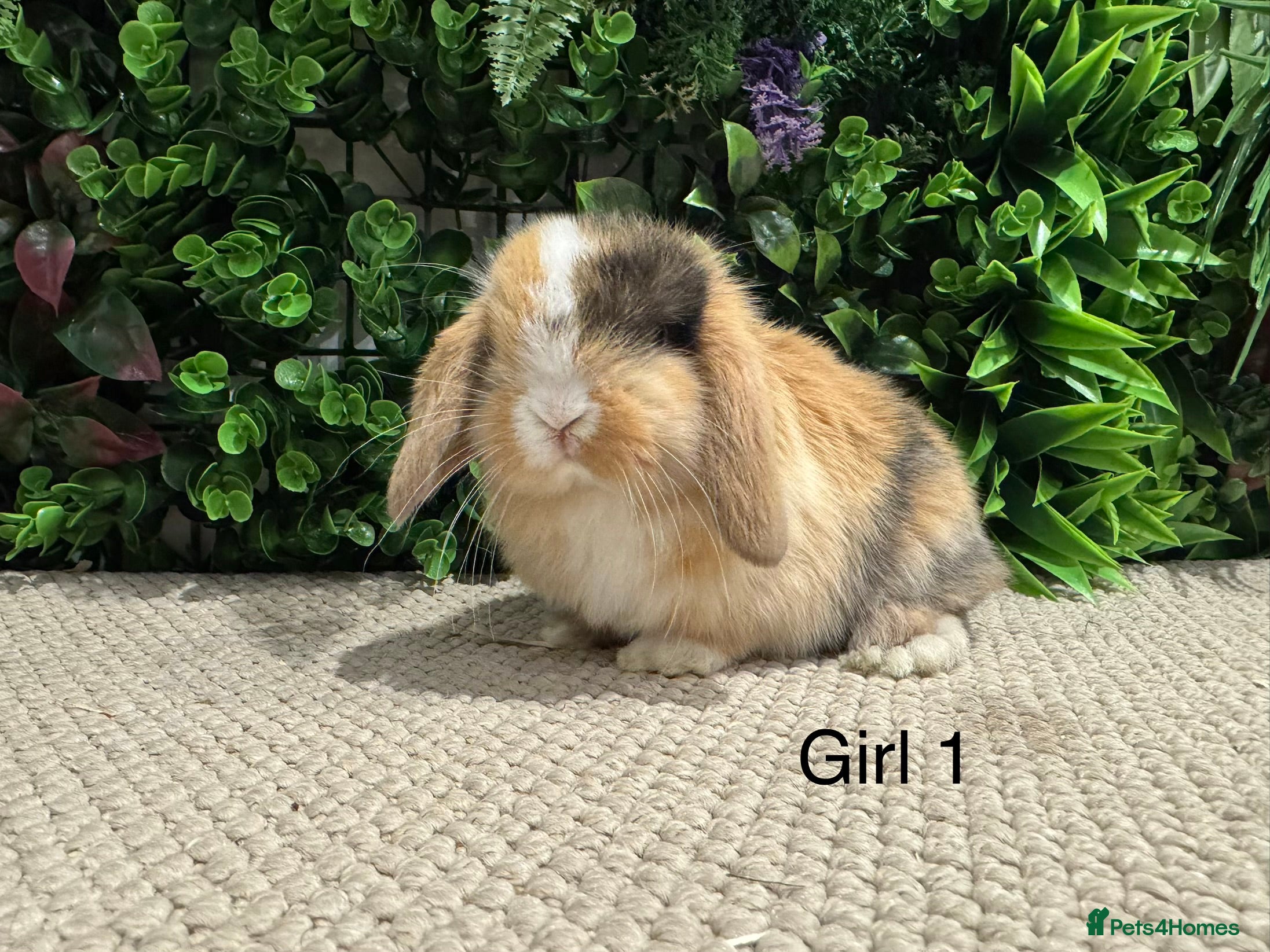 Mini Lion Lop rabbits 5 mini lops ready to reserve  - Advert 2