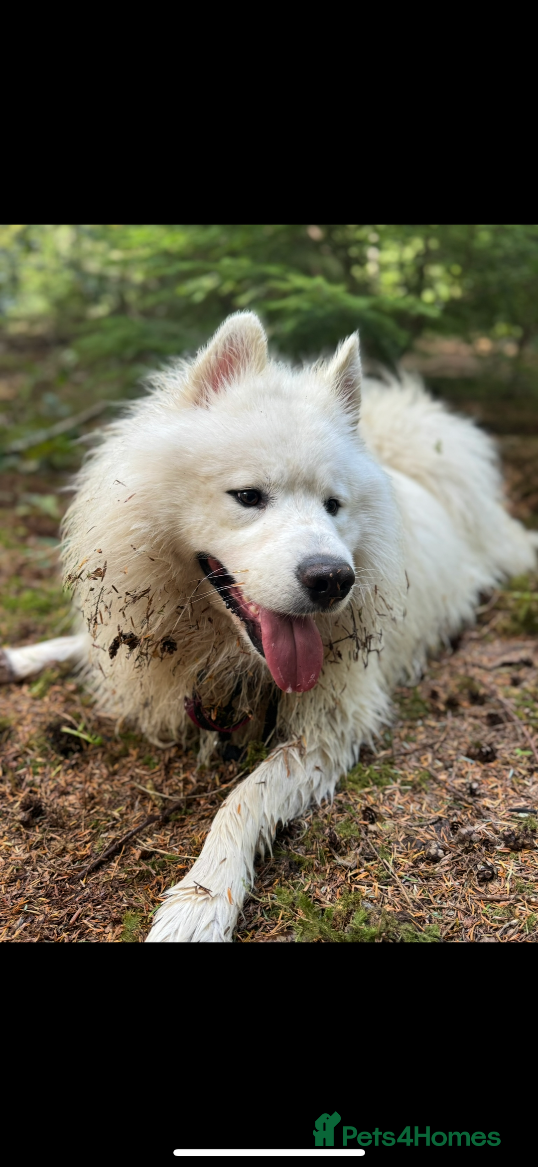 Samoyed dogs for stud: Nate  - Advert 7