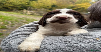 Sprocker dogs - Advert 4