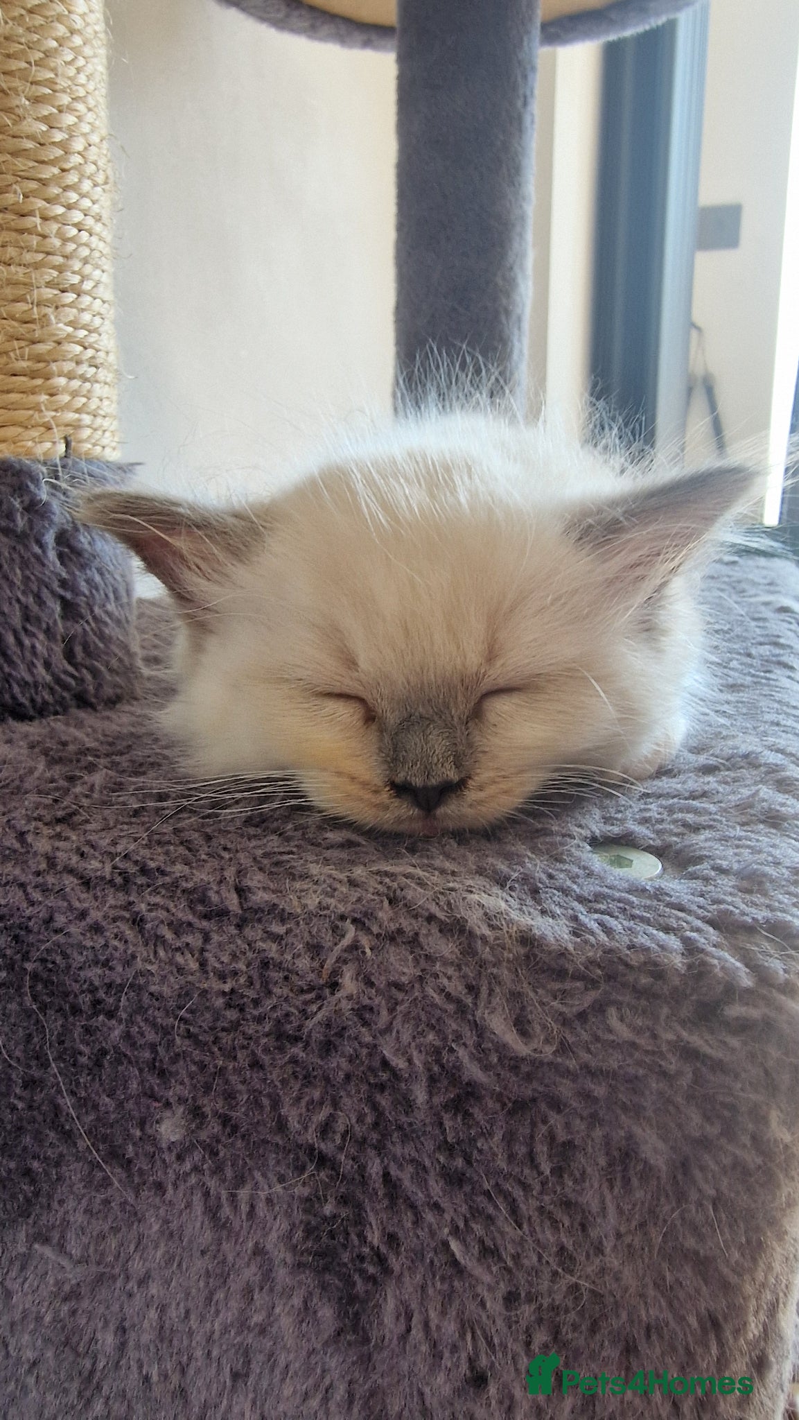Ragdoll cats 3 blue point ragdoll kittens for sale - Advert 15