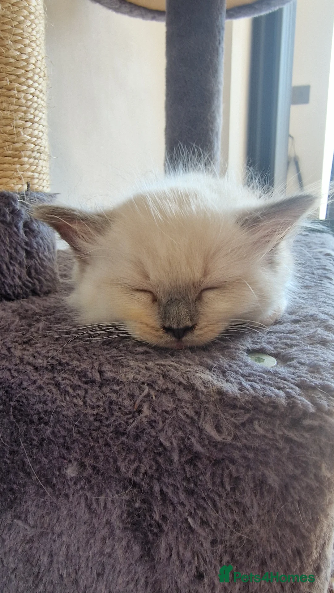 Ragdoll cats for sale: 3 blue point ragdoll kittens for sale - Advert 2