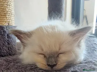 Ragdoll cats 3 blue point ragdoll kittens for sale - Advert 5
