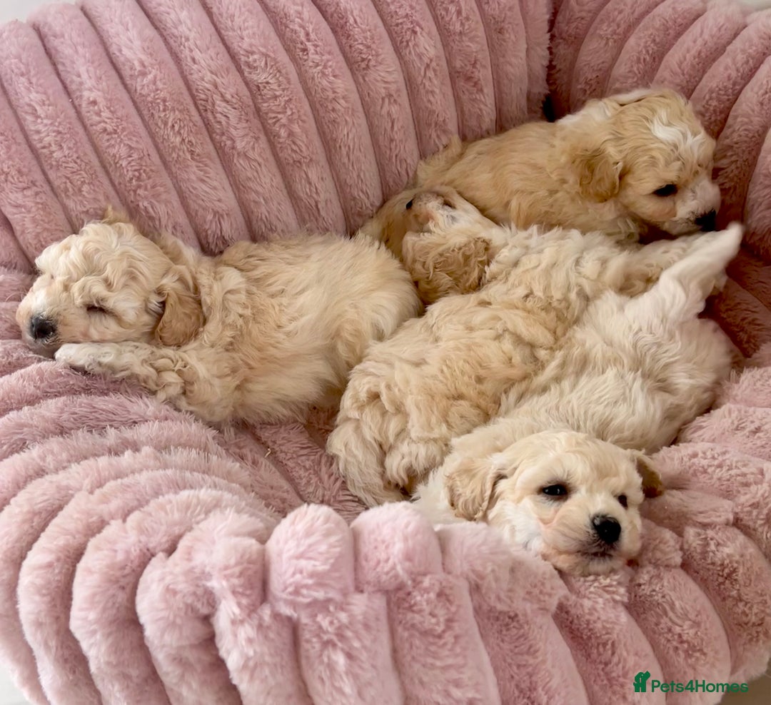Poochon dogs for sale: F1 Poochon puppies  - Image 8