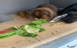 Mini Lop rabbits for sale: 3 buns for sale - Image 4
