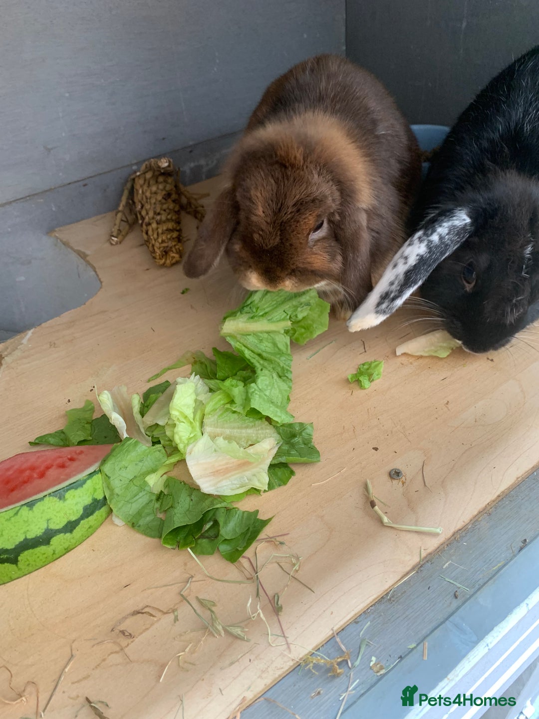 Mini Lop rabbits for sale: 3 buns for sale - Image 4