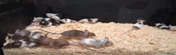 Mouse rodents for sale: Fancy Pet Mice , Females  - Advert 5
