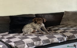 Cockapoo dogs for sale: Sad sale of 2 x 6 month old brothers 💙  - Image 5