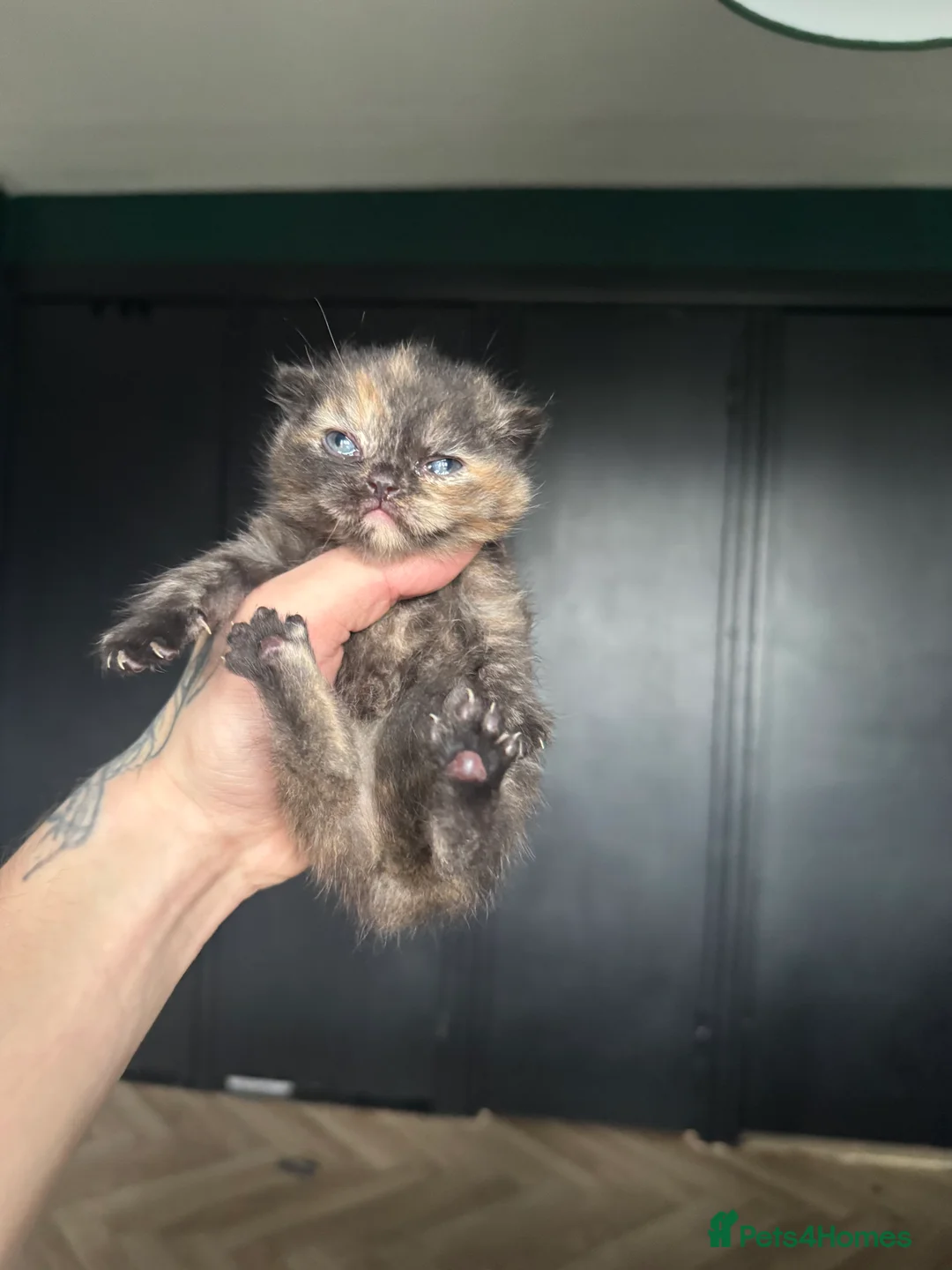 British Shorthair cats for sale: Tica reg BSH kittens  - Advert 21