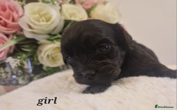 Doxiepoo dogs for sale: Daxipoo  - Image 17