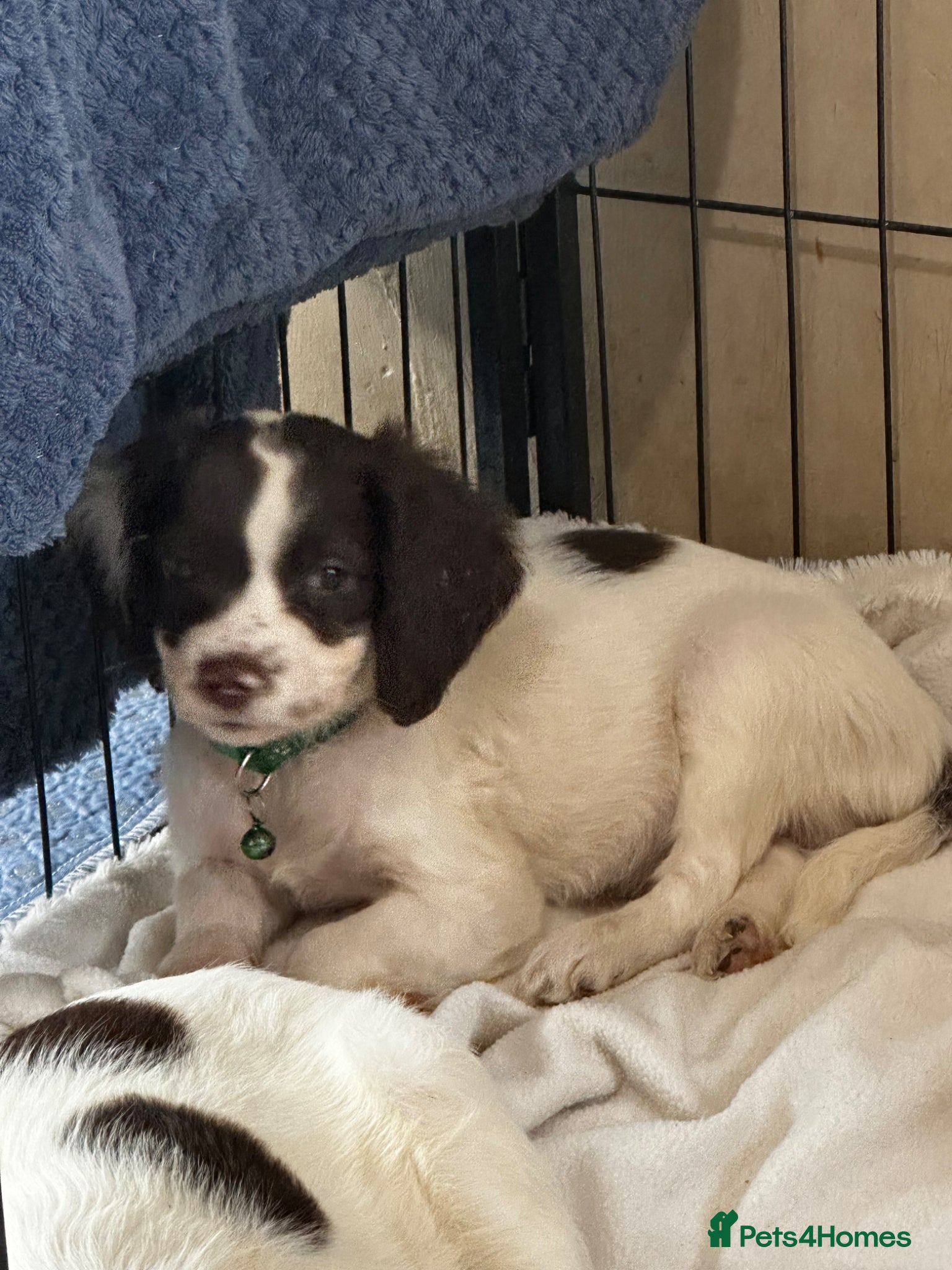 English Springer Spaniel dogs 2 BOYS LEFT - Liver & White Springer Spaniel Pups - Advert 2