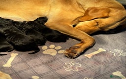 Labradoodle dogs for sale: Health Tested - F1 Labradoodles - Image 7
