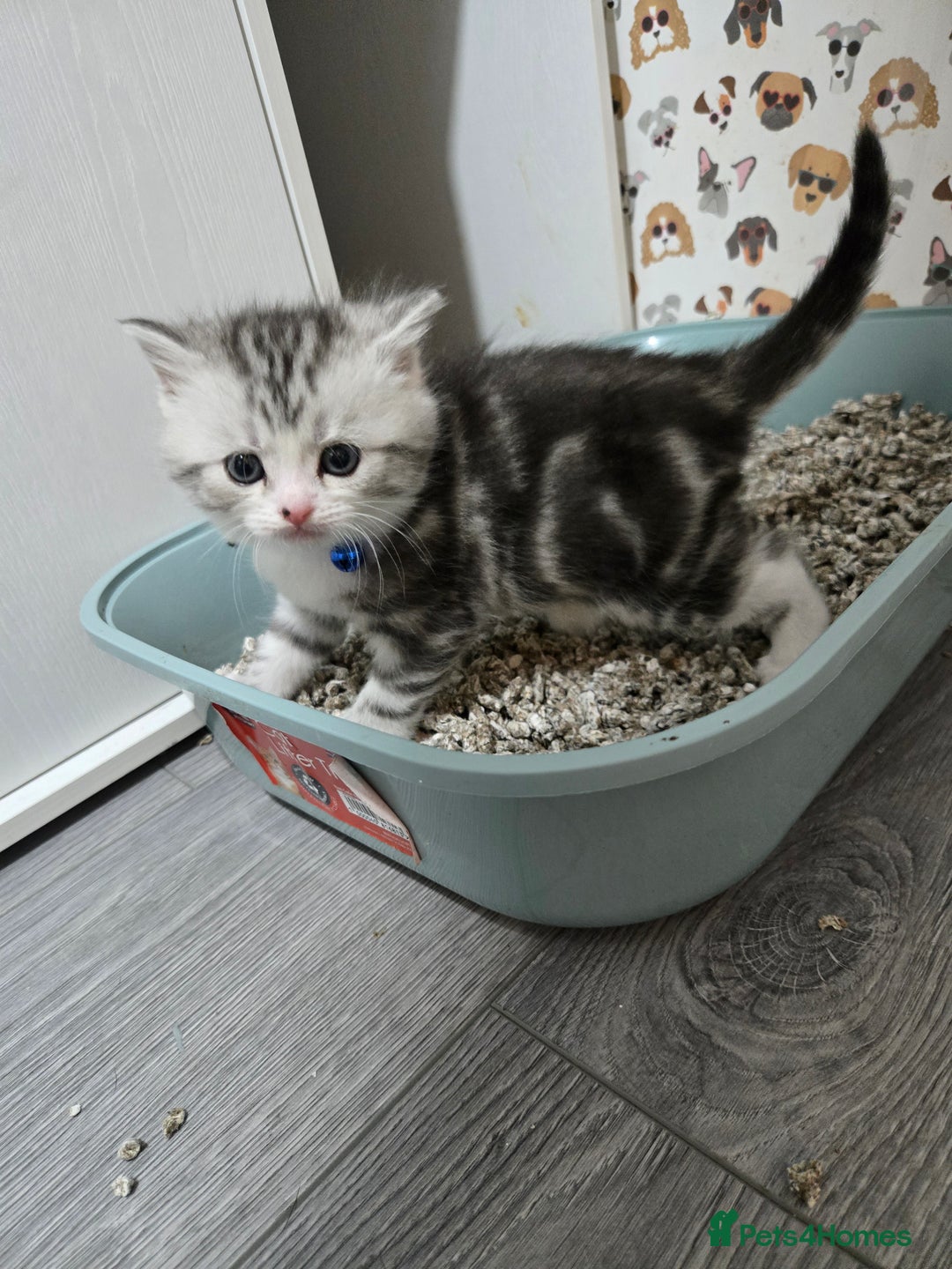 Brazilian Shorthair cats for sale: British shorthair x Persian  - Advert 17