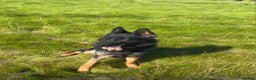 Mixed Breed dogs for sale: Belgian mallinois x German shepheard - Advert 3