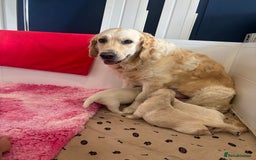 Golden Retriever dogs for sale: Gorgeous Show Type Golden Retrievers - Image 34
